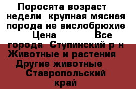 Поросята возраст 4 недели, крупная мясная порода(не вислобрюхие ) › Цена ­ 4 000 - Все города, Ступинский р-н Животные и растения » Другие животные   . Ставропольский край